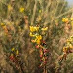 Acmispon glaber फूल