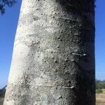 Celtis africana Bark