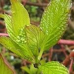 Cornus sericea Levél