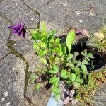 Aquilegia atrata Flower