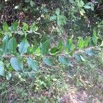 Coriaria myrtifolia Blad