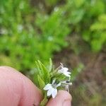 Lobelia inflata फूल