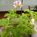 Pelargonium citronellum Blad