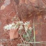 Enneapogon cenchroides Flower