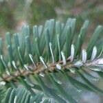 Abies koreana Liść