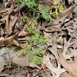 Dicentra canadensis Blatt