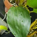 Bifrenaria tyrianthina Jani