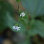 Adenostemma madurense Flor