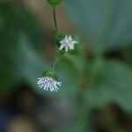 Adenostemma madurense Flower