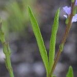 Verbena simplex Lapas