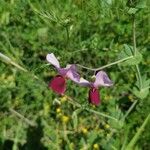 Lathyrus clymenumKukka