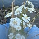 Achillea ptarmica Flor