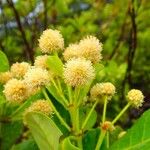 Codia nitida Flower