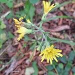 Hieracium murorumBloem