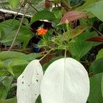 Mussaenda frondosa Cvet