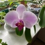 Phalaenopsis spp.花