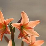 Hippeastrum striatumŽiedas