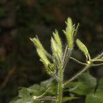 Cleome viridiflora Flor