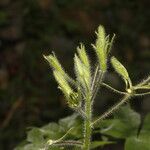 Cleome viridiflora 花