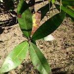 Ixora hookeri पत्ता