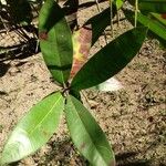 Ixora hookeri Leaf