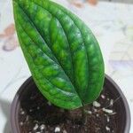 Monstera siltepecana Leaf