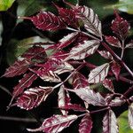 Leea guineensis पत्ता