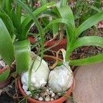 Albuca bracteata Hostoa