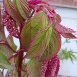 Amaranthus caudatus Листок