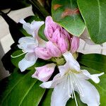 Rhododendron maximum Ostatní