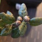 Quercus agrifolia Fruit