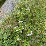 Euphrasia salisburgensis Hostoa