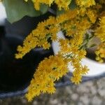 Solidago rugosa Flower