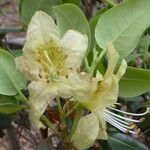 Rhododendron triflorum Flower