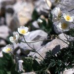 Ranunculus seguieri Habit