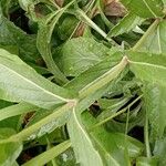 Verbena rigida Foglia