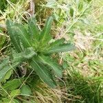 Leucanthemum maximumHostoa