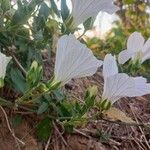 Eureiandra leucantha Flor