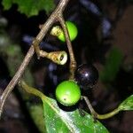 Ocotea leucoxylon Fruit