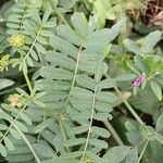 Coronilla varia Blatt