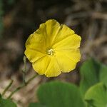 Camonea umbellata Fiore