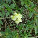 Oxytropis campestris Fula