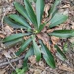 Plantago serraria Hoja