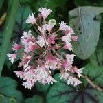 Heuchera caespitosa Cvet