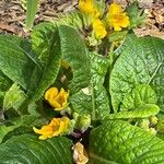 Primula × polyantha Blomst