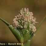 Sporobolus schoenoides Fruit