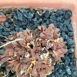 Haworthia mutica Hábito