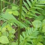 Valeriana officinalis خشب