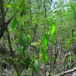 Secamone elliptica Habit