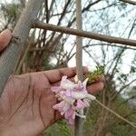 Gliricidia sepium Λουλούδι